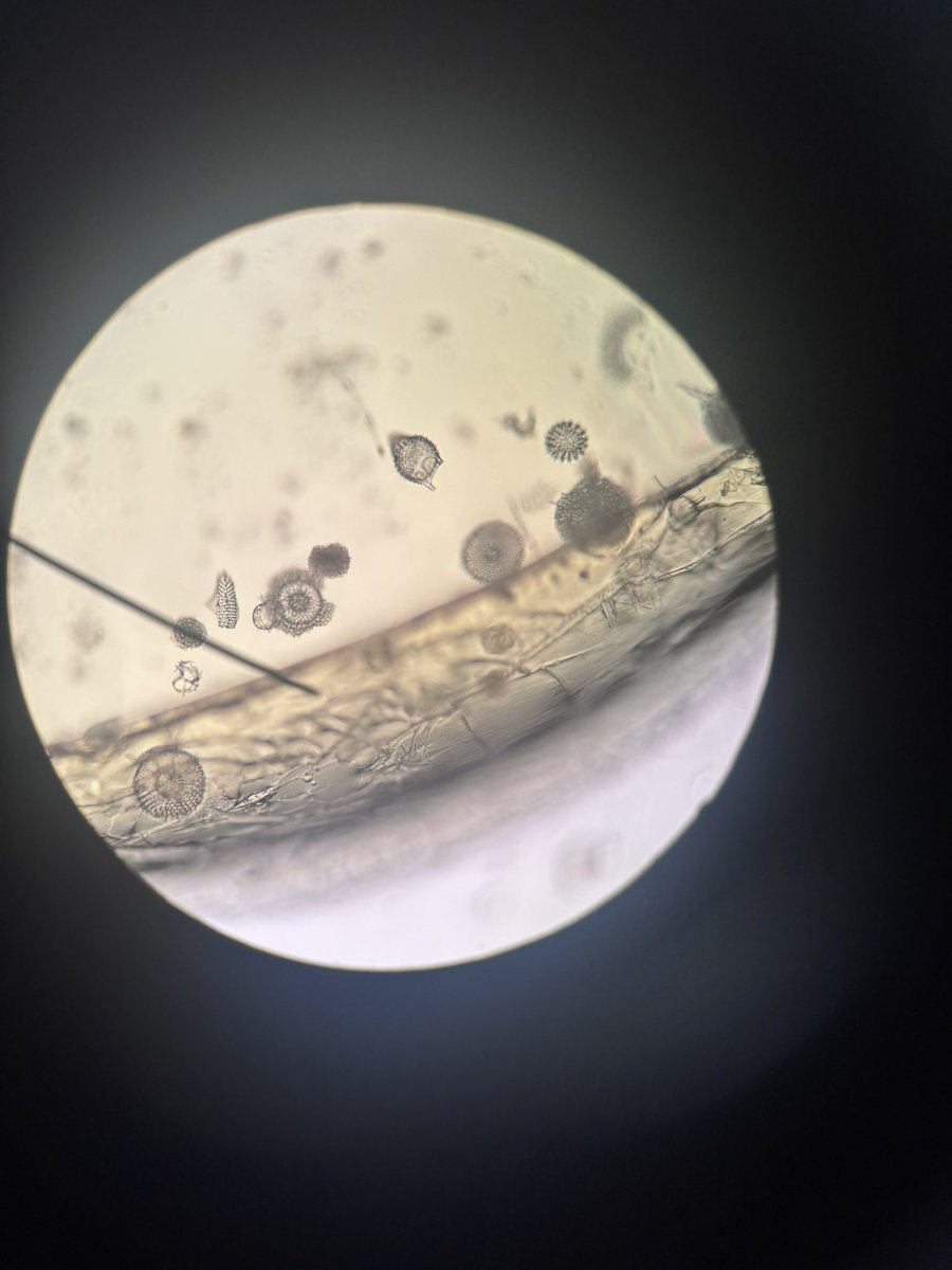 🦭ella tweet media