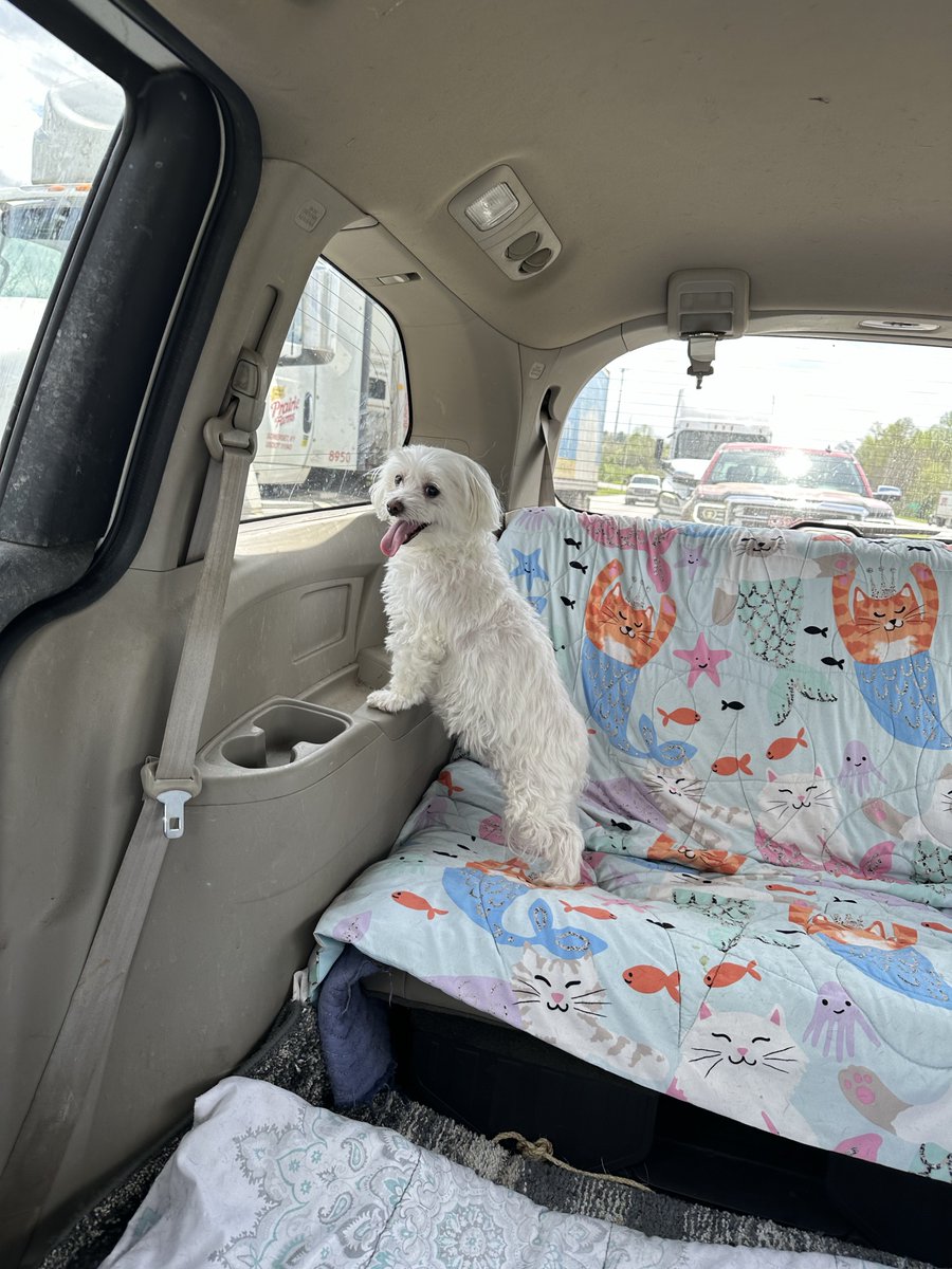 The Panic tweet media