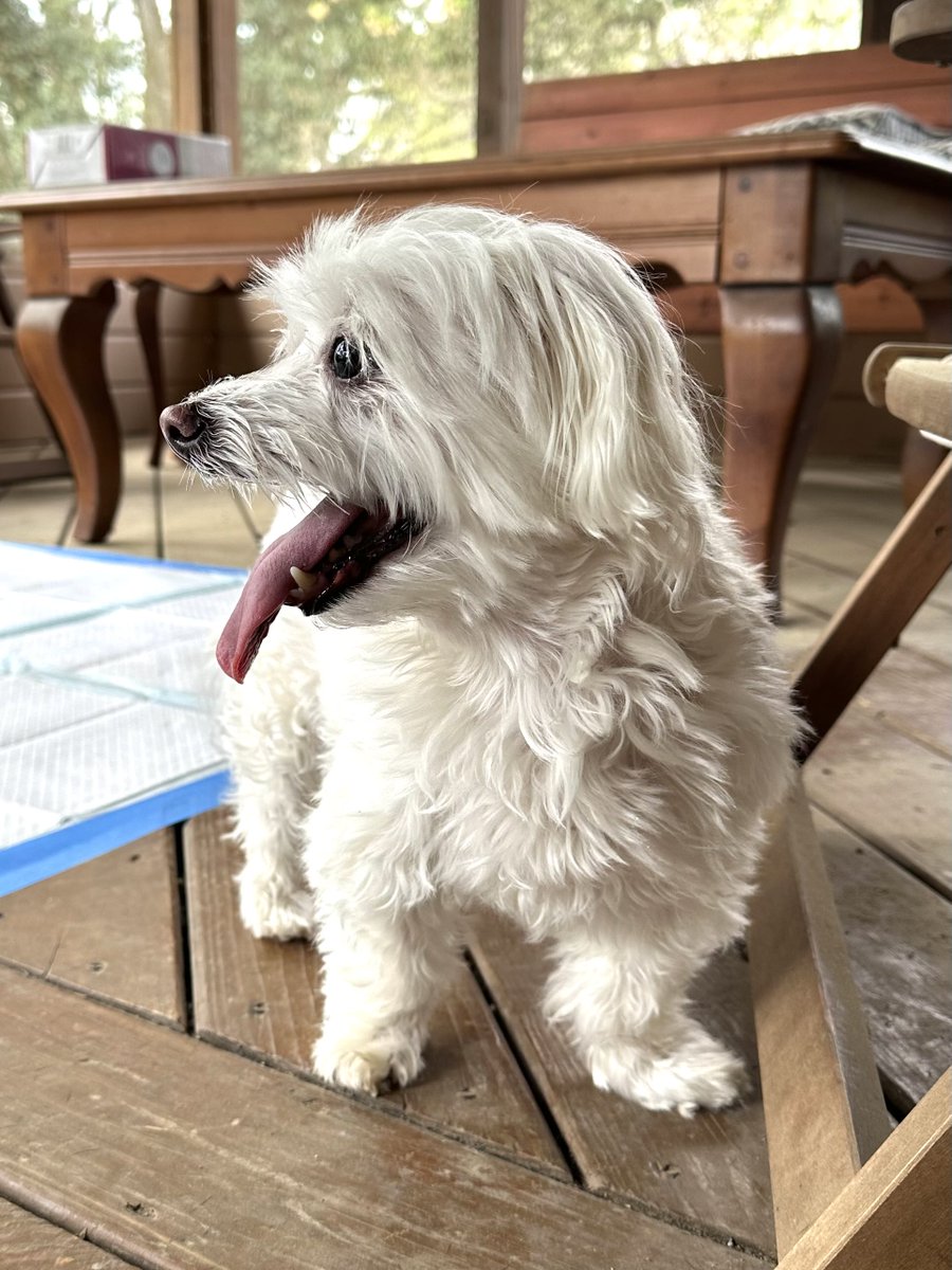 The Panic tweet media