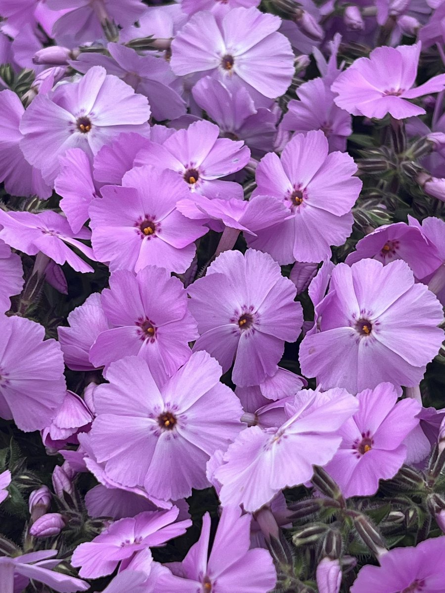 黒猫ジジ tweet media