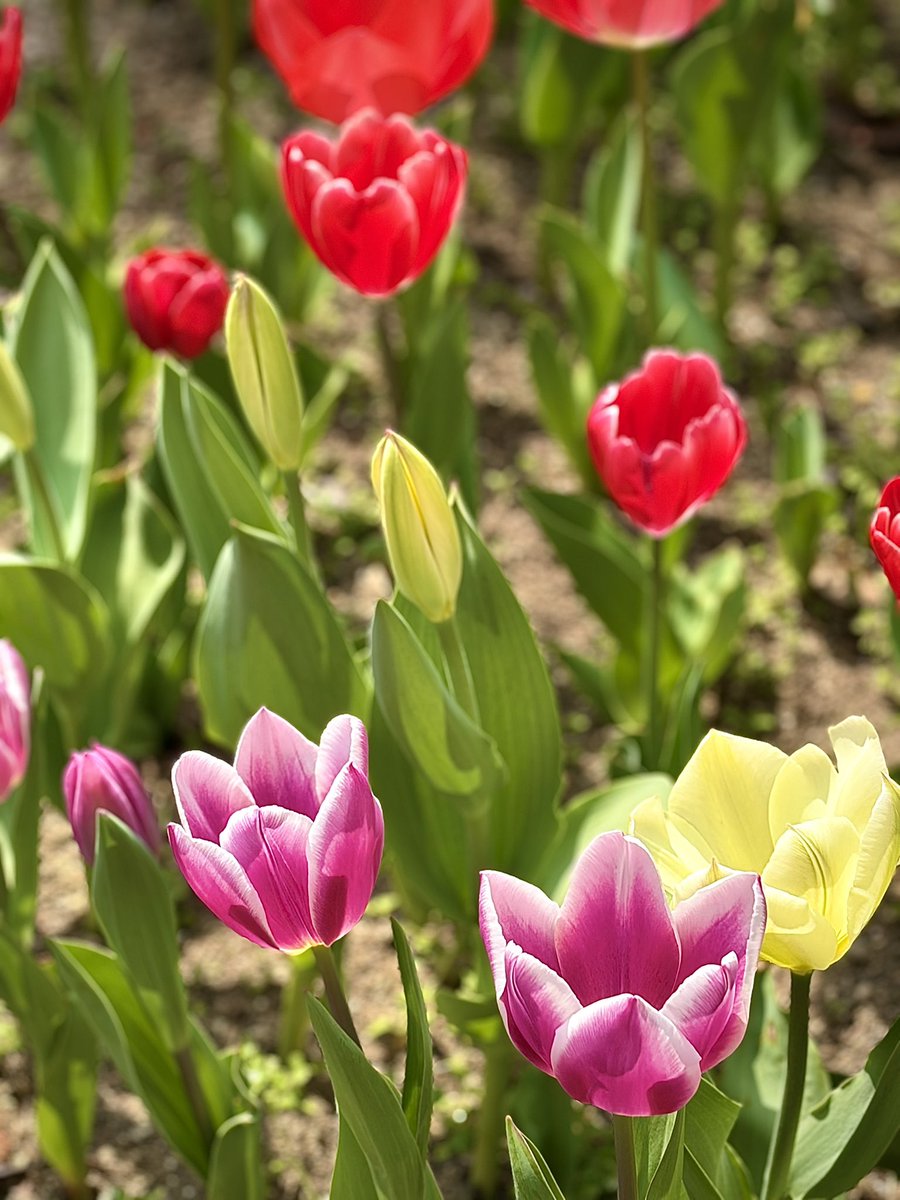 クララ🌸🌤 tweet media