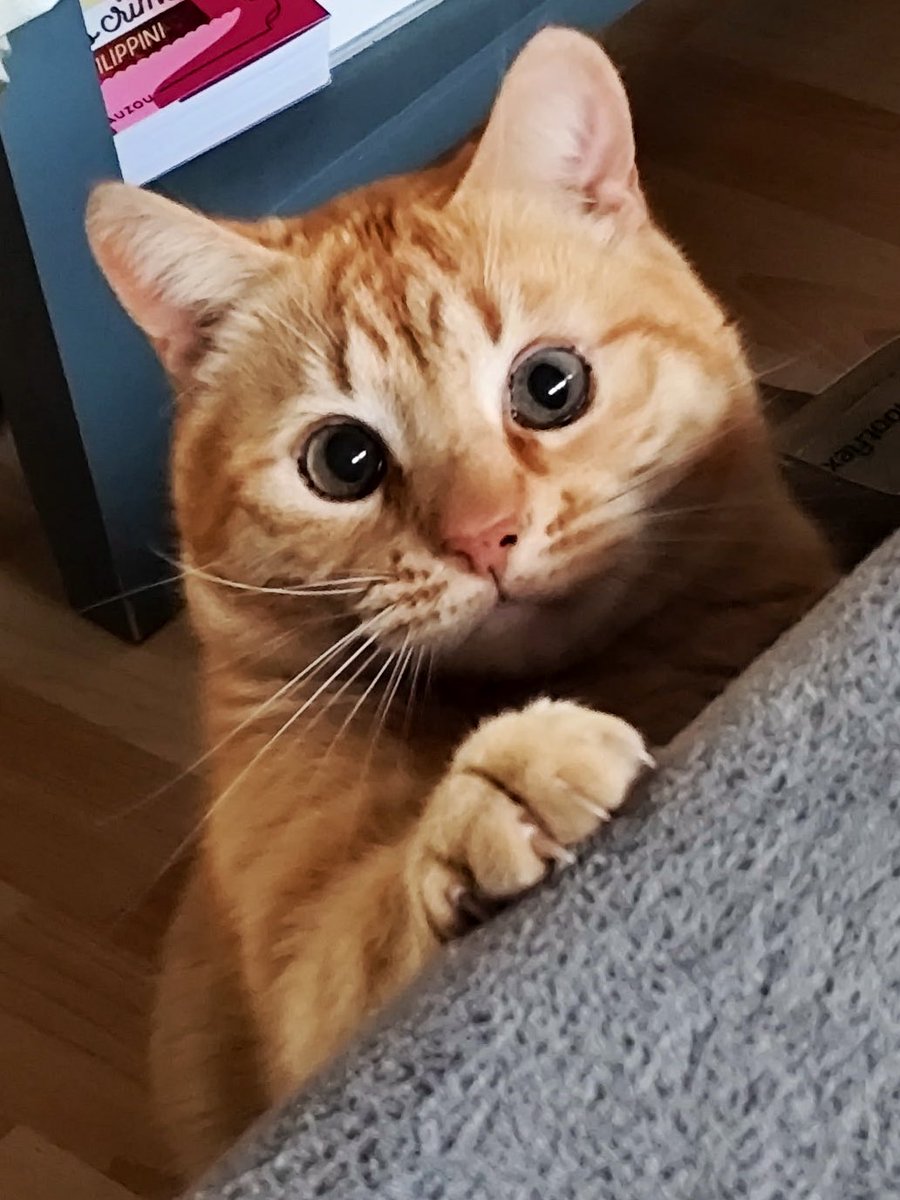 Natsuko🍎🐱🏃🏻‍♀️ tweet media