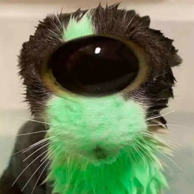 raymond🐉mostly ia tweet media