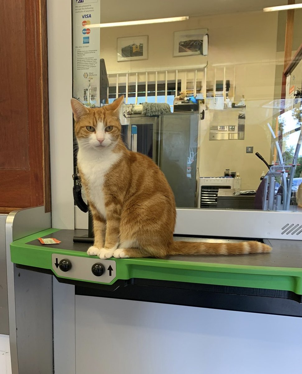 George The Stourbridge Junction Station Cat tweet media