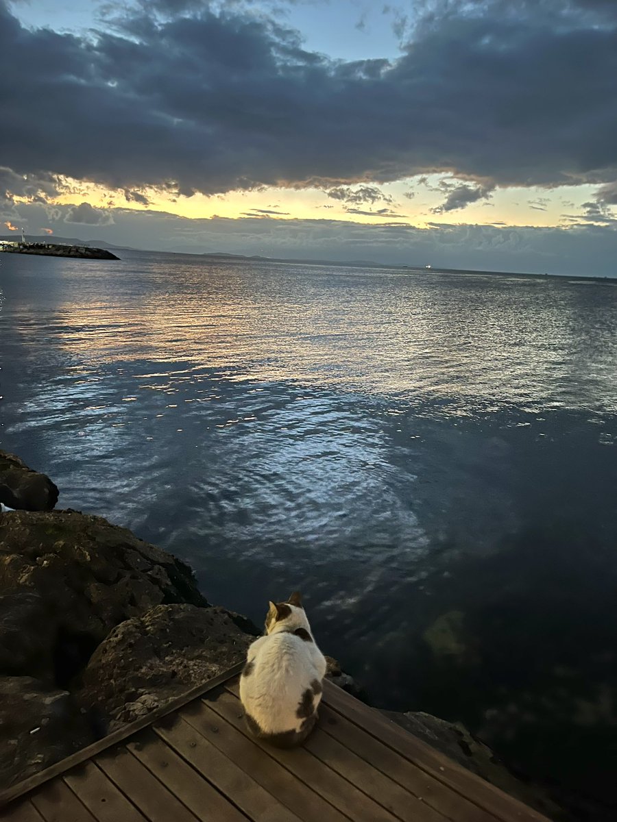 0eakca's tweet photo. Sahilevlerinde overthinkleyen kedi buldum https://t.co/46cvuSXQ7U