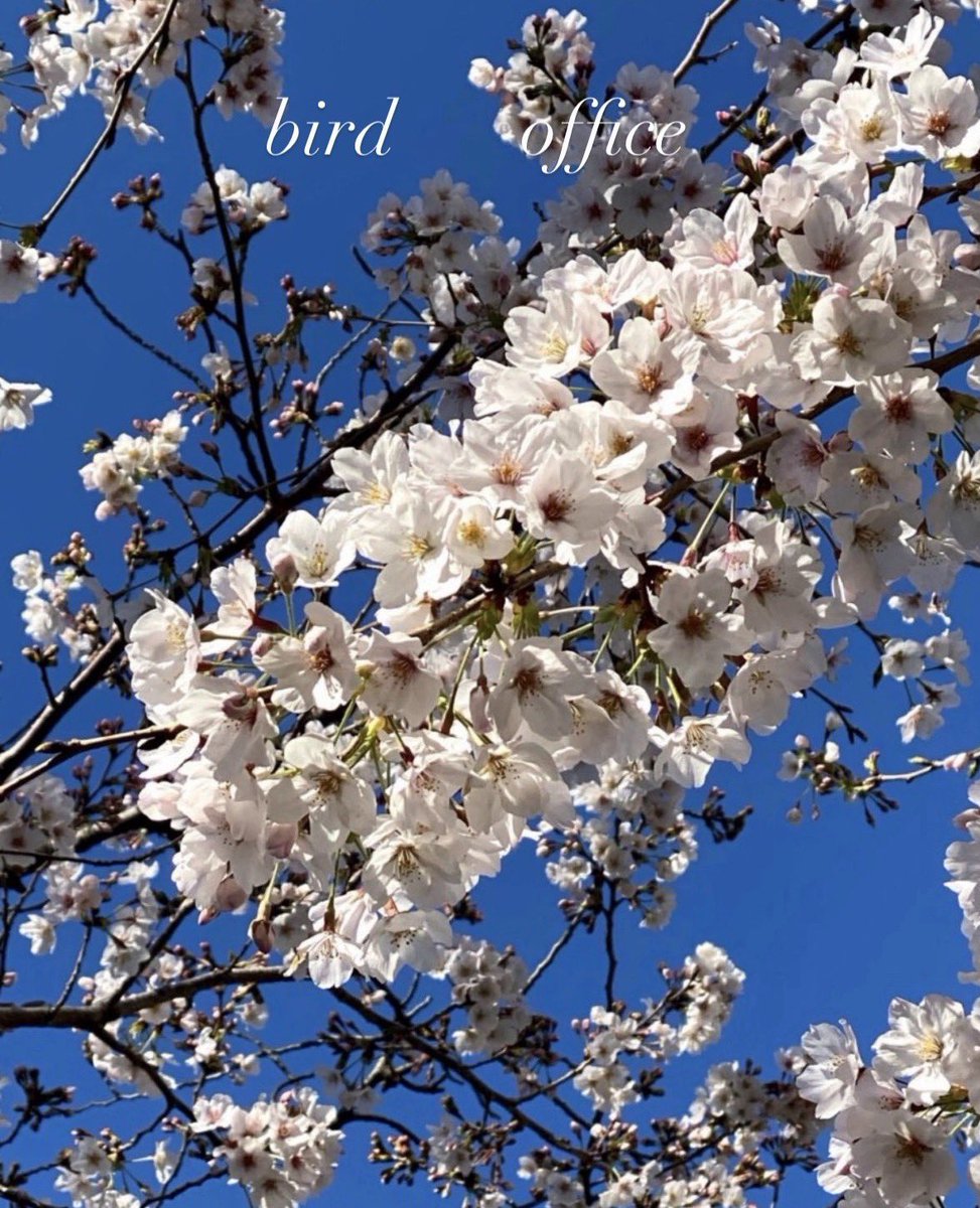 BIG BIRD 77 tweet media