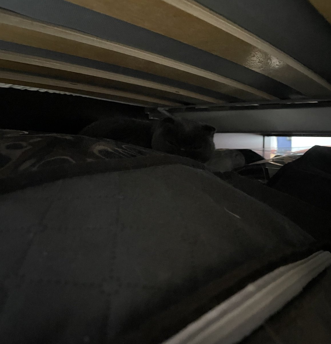 Pearl Grey 🩶 tweet media