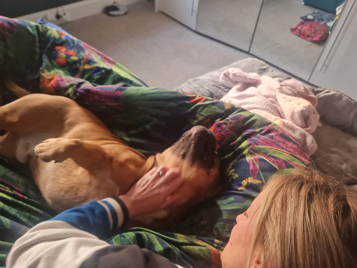 dab_abb's tweet photo. Challenge me on my love for dogs, I dare you... pfft ridiculous from the BBC, Grow up you twats https://t.co/eLvhcnbtf2