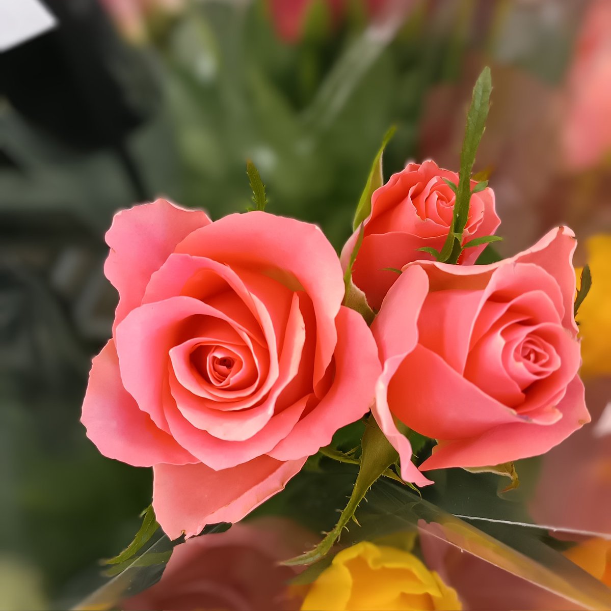 ブレスト tweet media