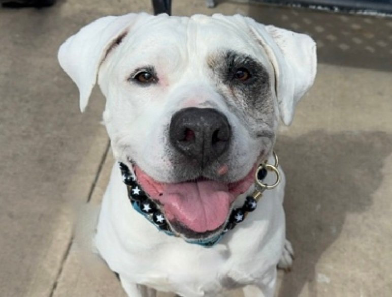 Morgan Fairchild's Dogs tweet media