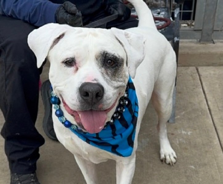 Morgan Fairchild's Dogs tweet media