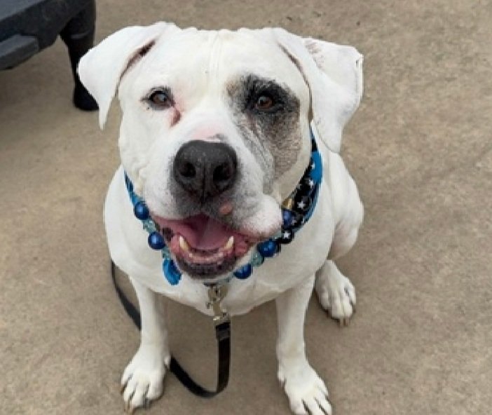 Morgan Fairchild's Dogs tweet media