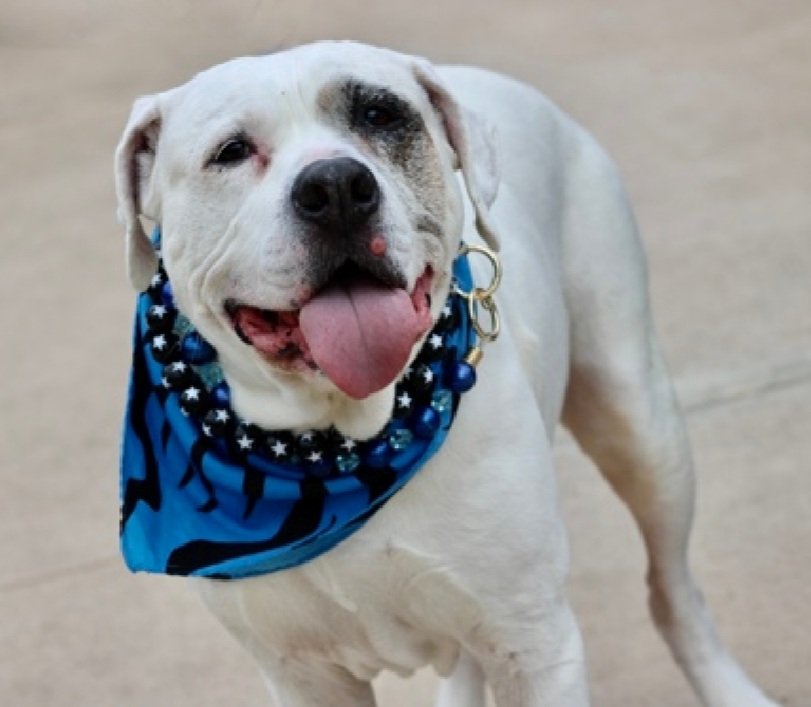 Morgan Fairchild's Dogs tweet media