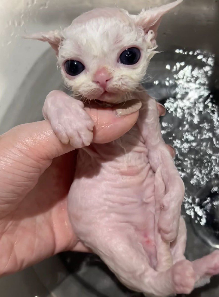 ᛪ༙⚙️ tweet media