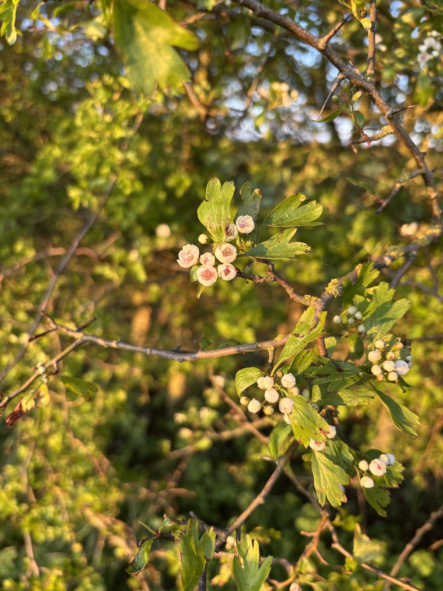 Elaine G 🍃💚🍃 tweet media