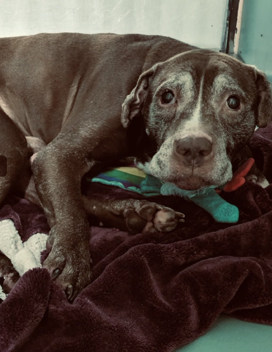 Moishe's Mom tweet media