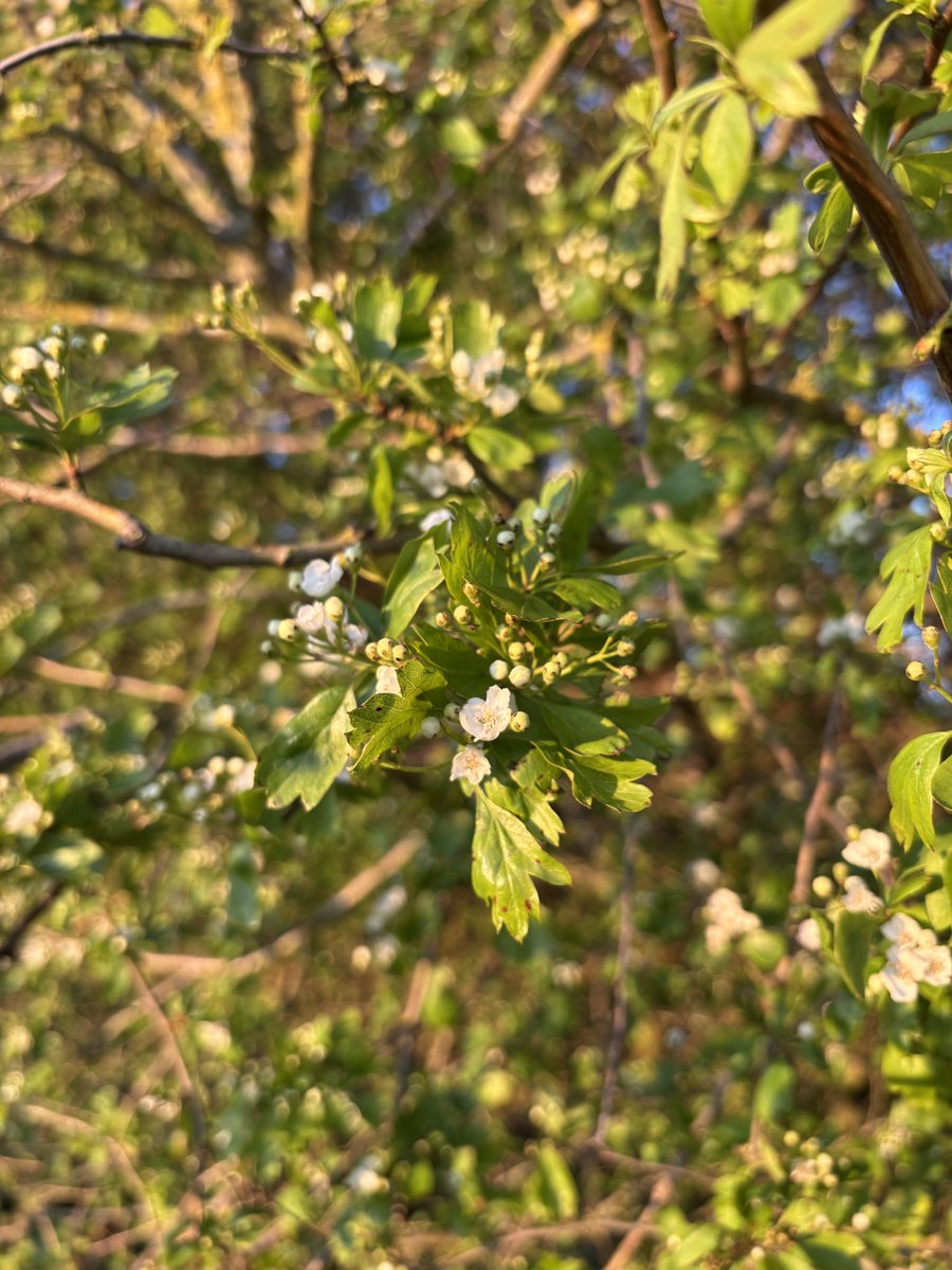 Elaine G 🍃💚🍃 tweet media