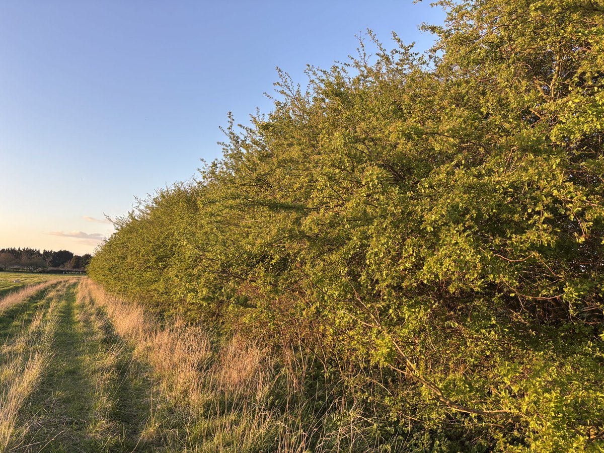 Elaine G 🍃💚🍃 tweet media