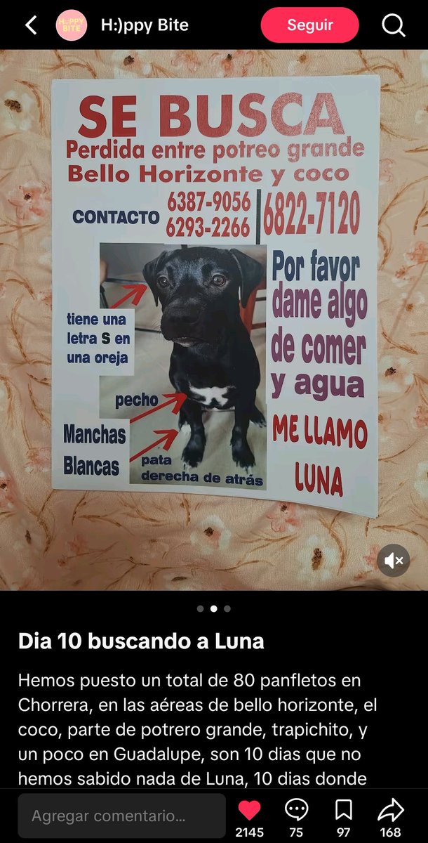 Vengo de Tik Tok y se perdió esta perrita hace 10 días por el área de La Chorrera. Ahí están los datos por si la ven 🥺