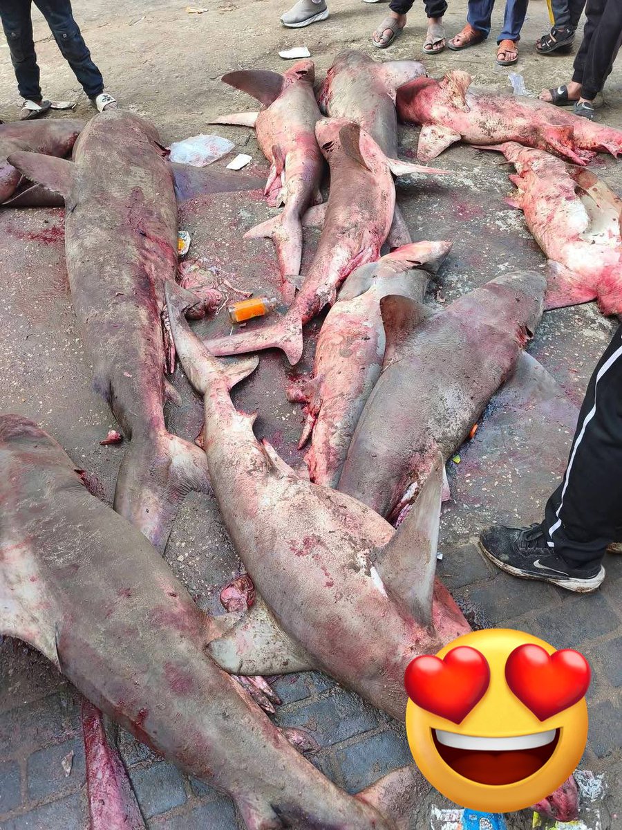 جهاد حلس، غزة tweet media