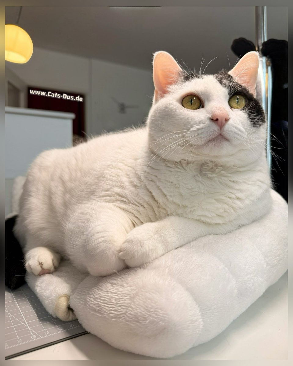 Tiger und Sternchen tweet media