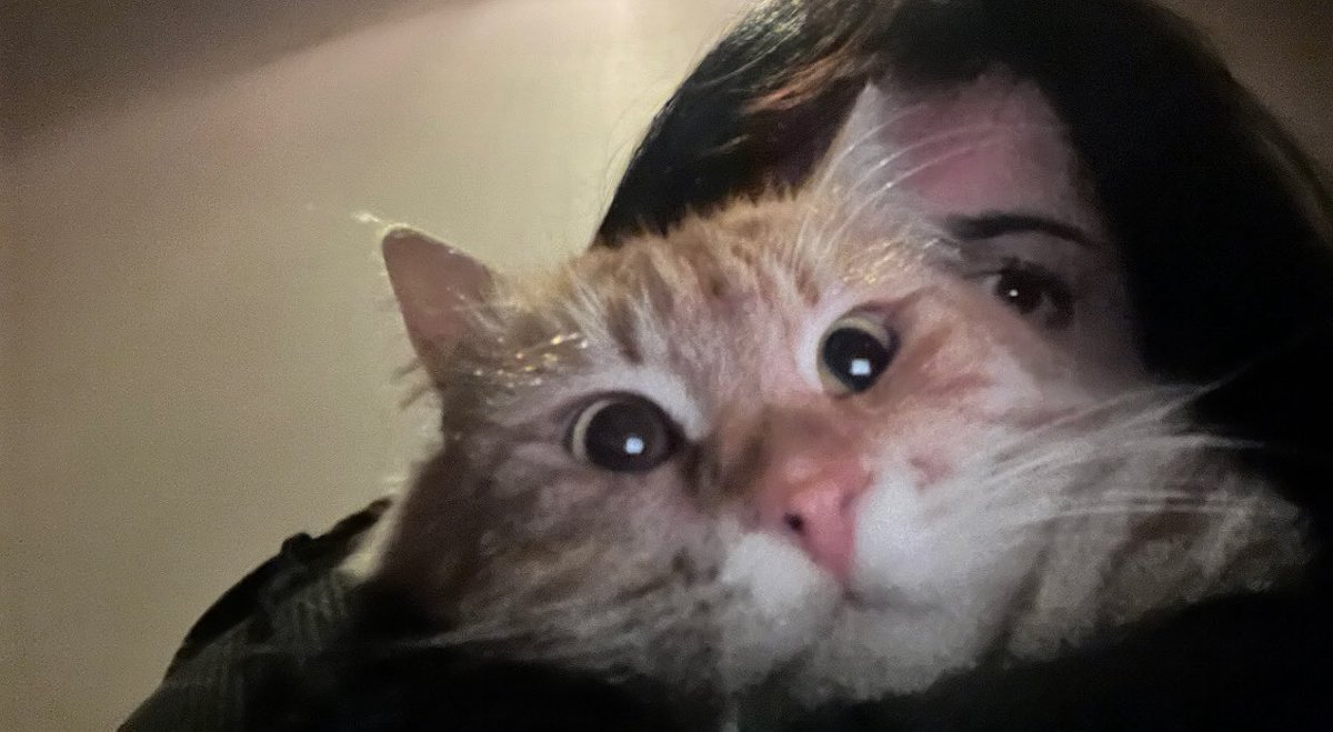 veloura ⚘ tweet media