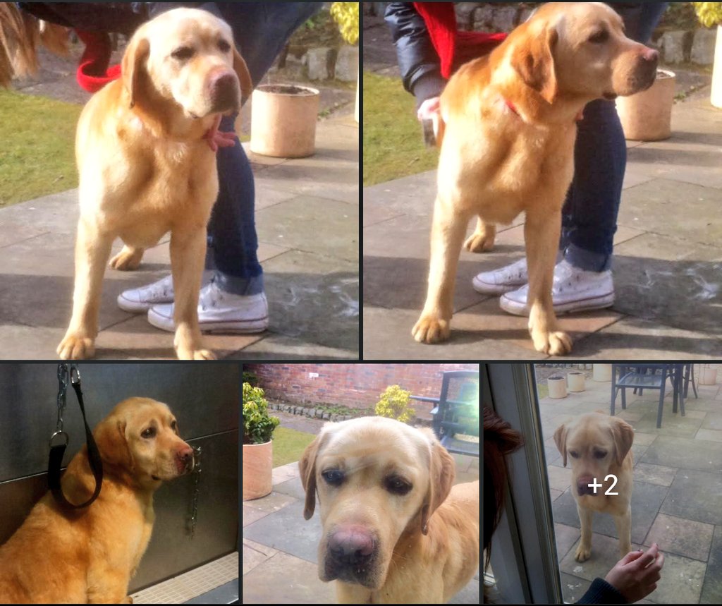 Albert and Bera 🐶🐕 Bert's Legacy 🌈 ❤️ tweet media