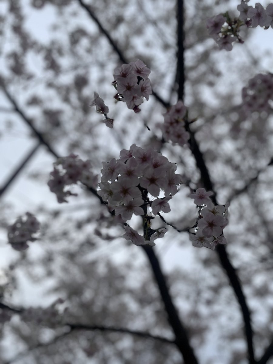 #朝活書写_2364
#朝活書写
おはようございます。
お題ありがとうございます。

一昨日の近所の桜です。
曇りでしたが楽しみました🌸

ご安全によい日をお過ごしください🙏