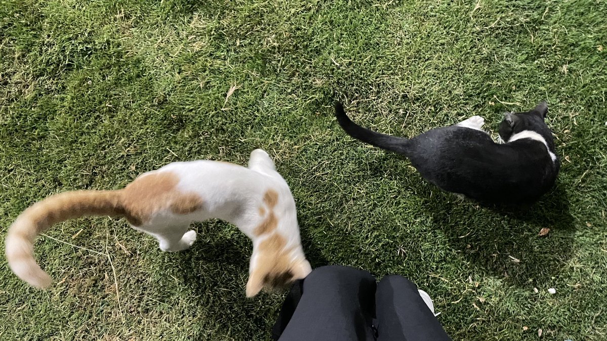 Layan Al-Meteb tweet media