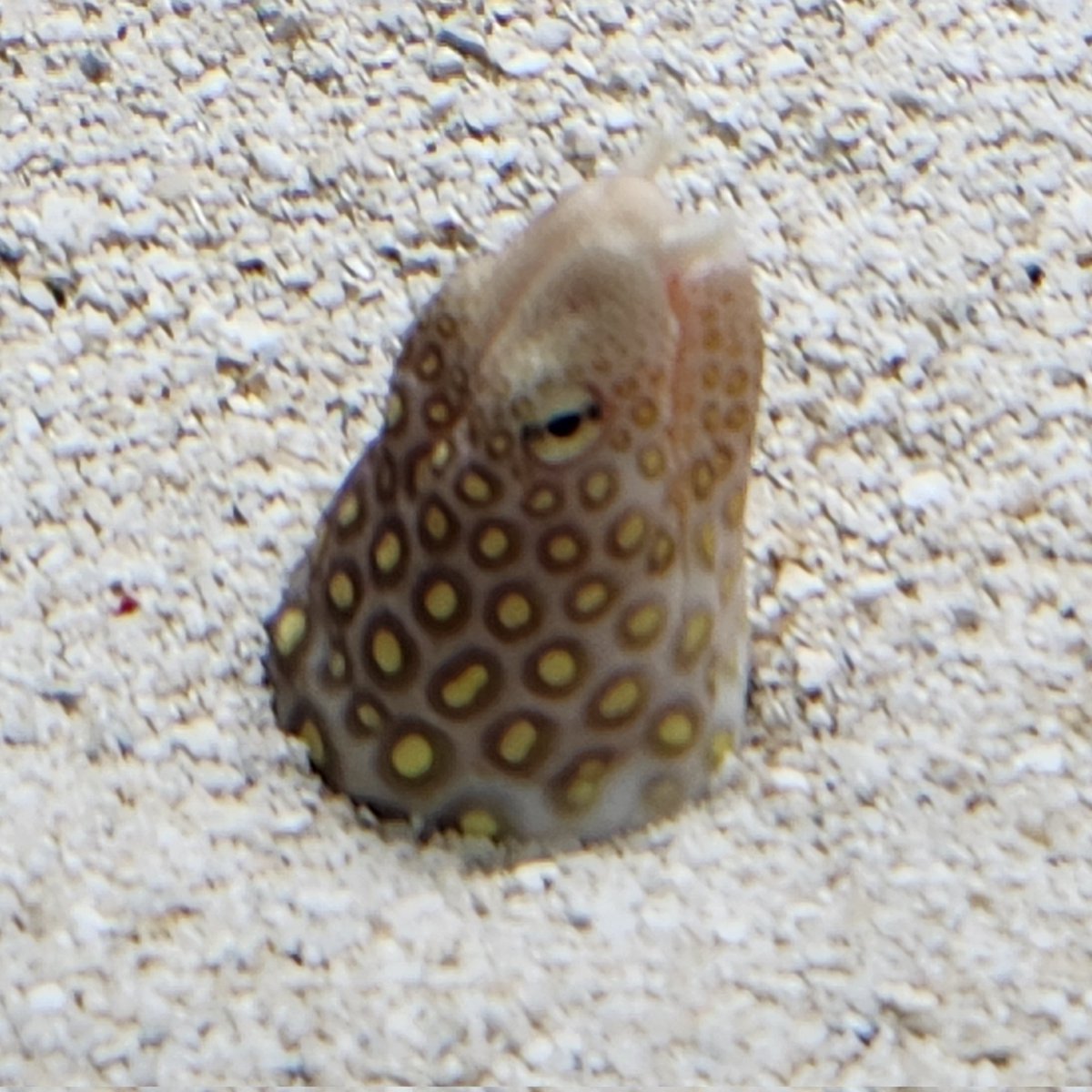 やんつじ🐙 tweet media