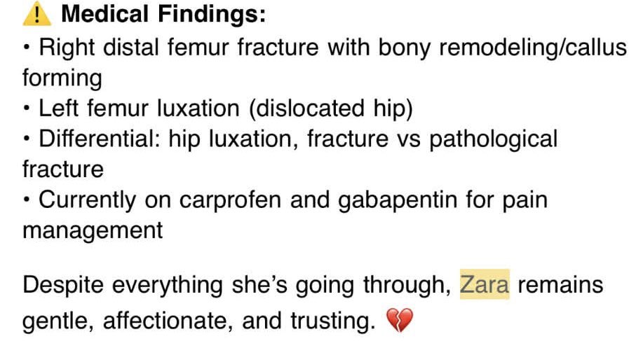 @PawsnTails4TX 🇺🇸🇺🇸🐾🐾 tweet media