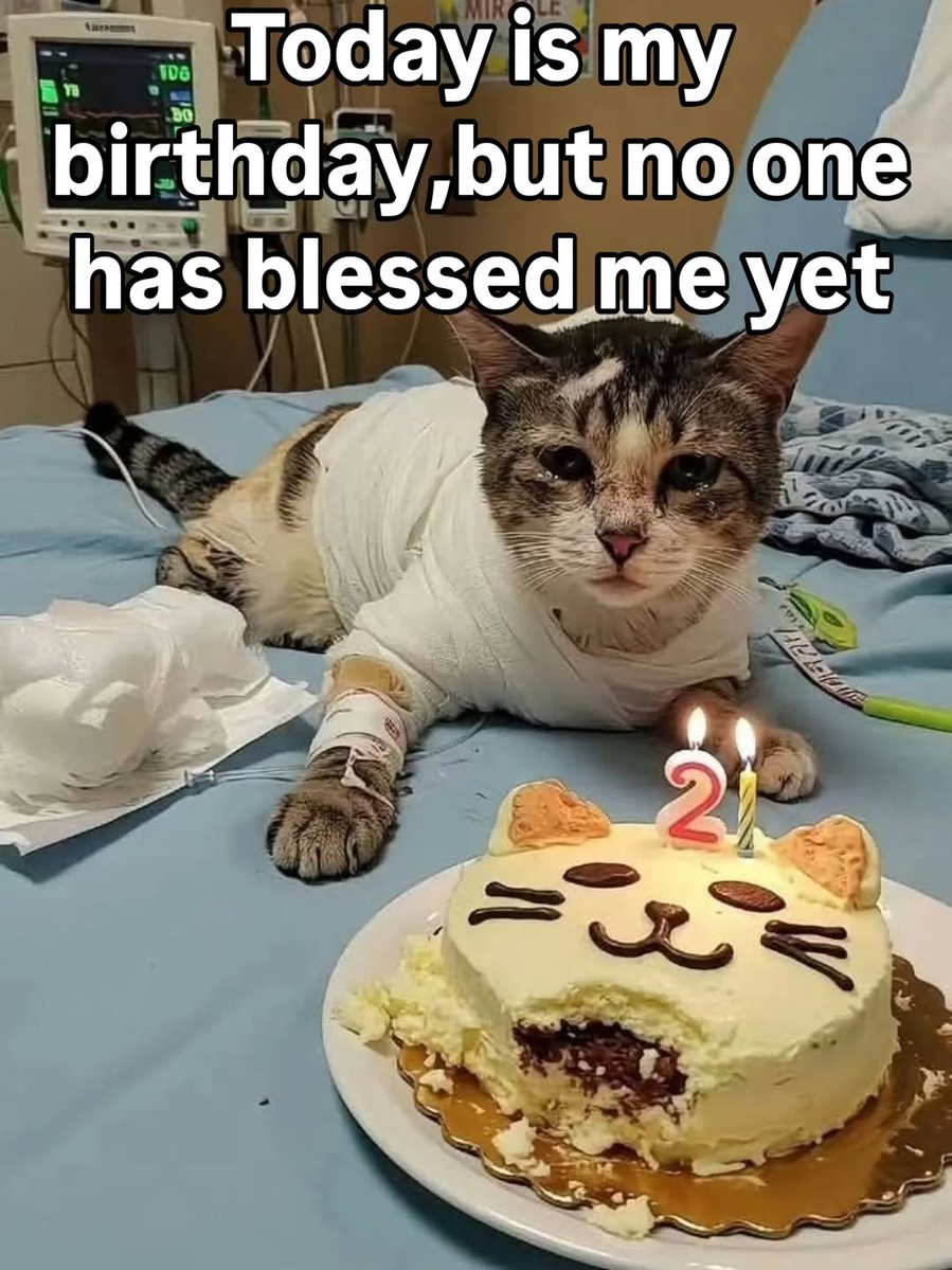 Cats of Meow York. tweet media