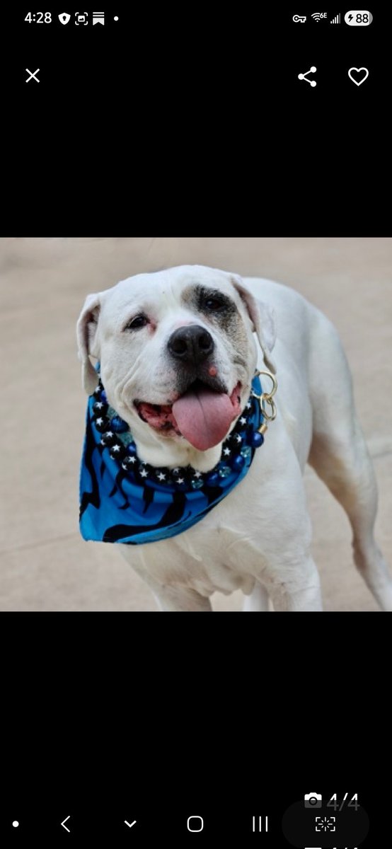 Julie🌻🐾 tweet media