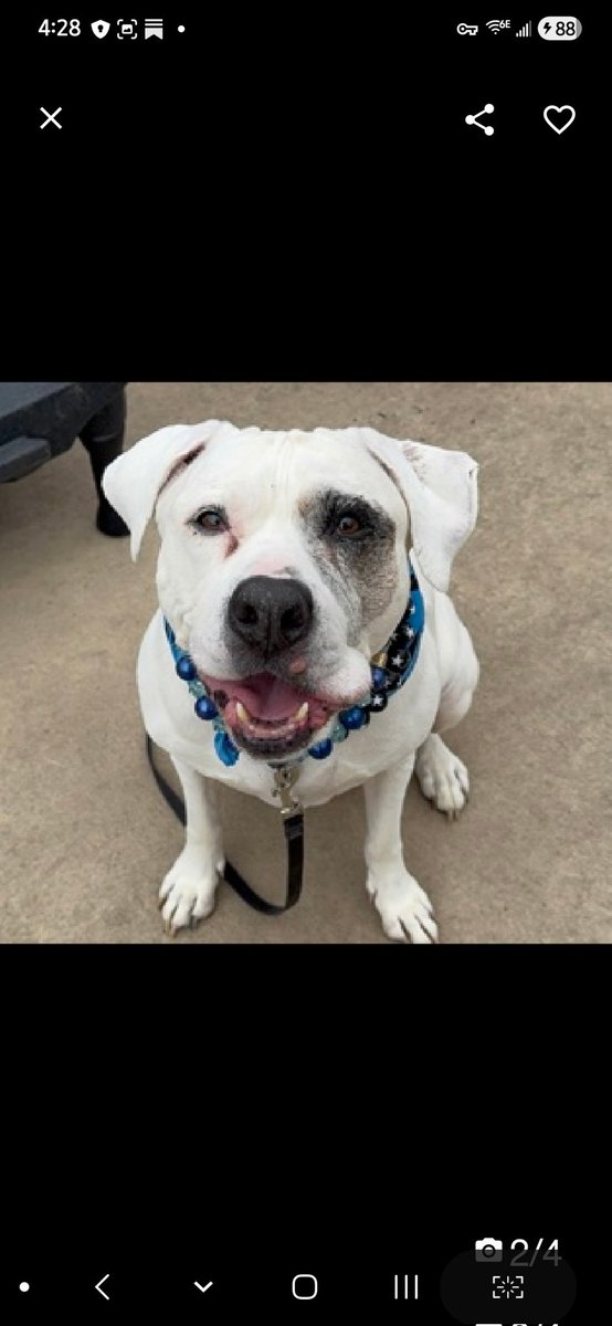 Julie🌻🐾 tweet media