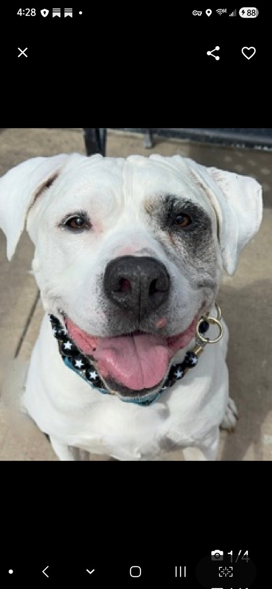 Julie🌻🐾 tweet media