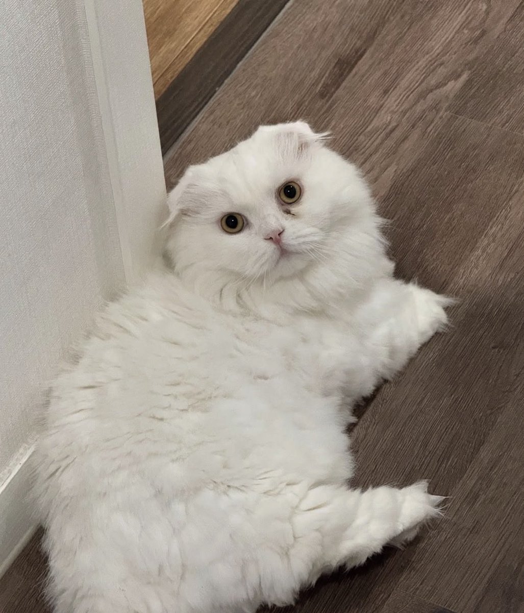 jiuscores's tweet photo. [GYEOWOOL 👑]

open the gate! annyeonghaseyo gyeowool imnida! I’m mujin’s baby cat 🐈 and I’m looking for new kingme oomfs :3 thank you everynyang ฅ(ᵔ꒳ ᵔマ.ᐟ

#GYEOWOOL #겨울
#TheKingDom #더킹덤 #TKD https://t.co/xGL7CqioEI