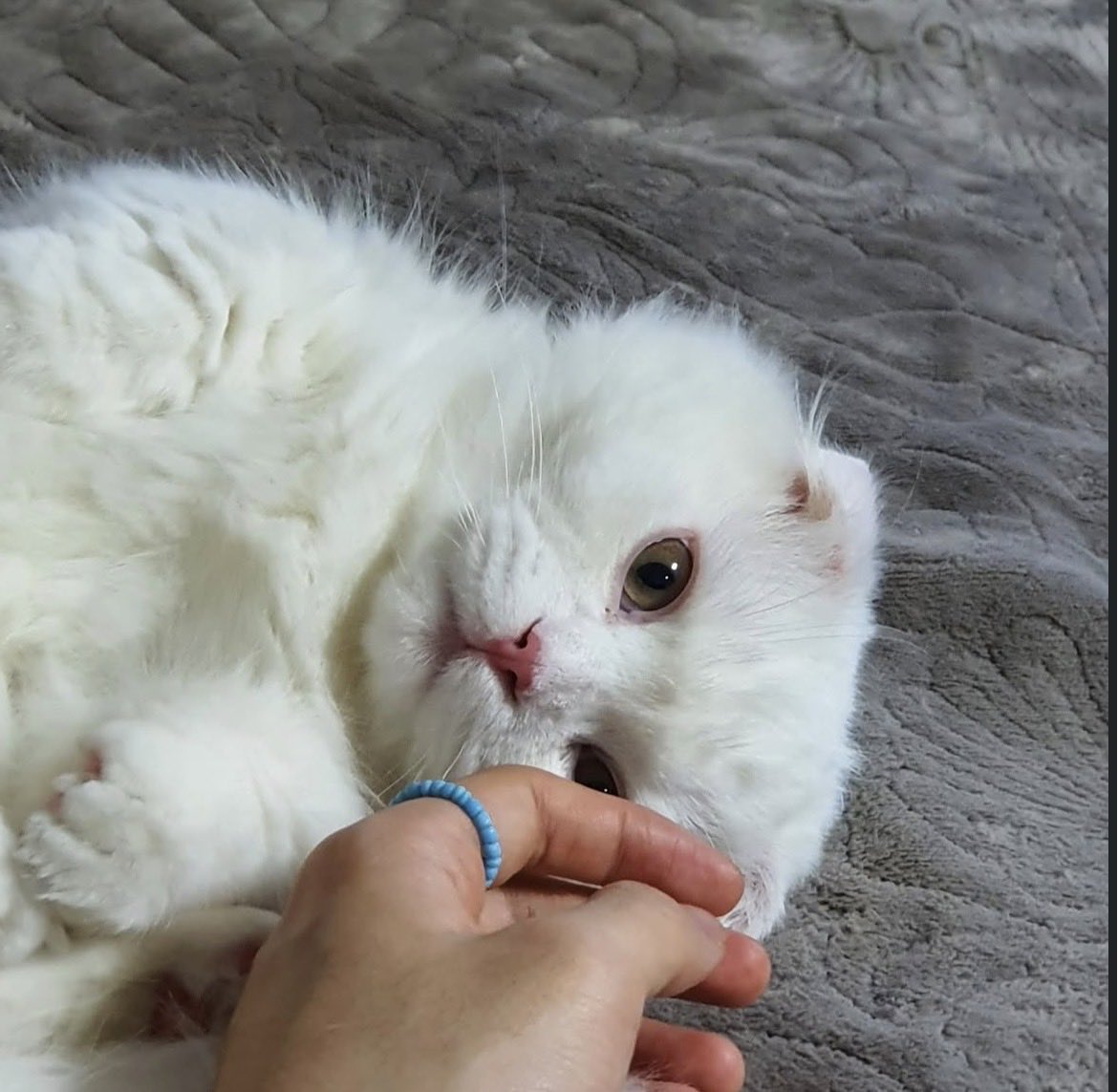 jiuscores's tweet photo. [GYEOWOOL 👑]

open the gate! annyeonghaseyo gyeowool imnida! I’m mujin’s baby cat 🐈 and I’m looking for new kingme oomfs :3 thank you everynyang ฅ(ᵔ꒳ ᵔマ.ᐟ

#GYEOWOOL #겨울
#TheKingDom #더킹덤 #TKD https://t.co/xGL7CqioEI