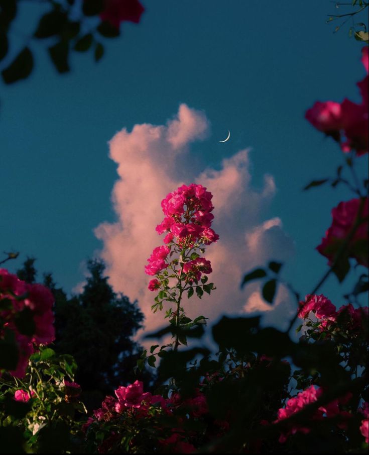 Blue. (@bluedreamvibes) on Twitter photo 