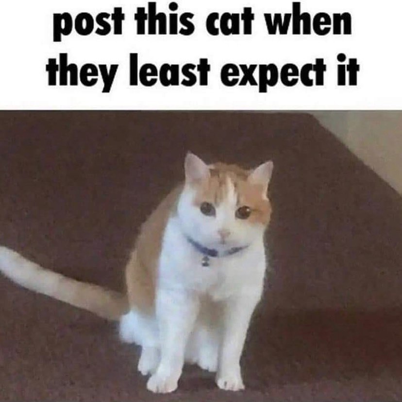 Punch Cat tweet media