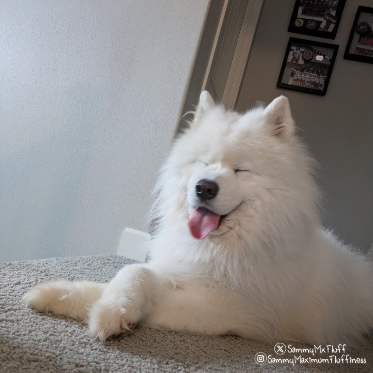 SammyMxFluff's tweet image. If judging you and laughing at you at the same time is multitasking 😏 well then Sammy is a multitasker 😆😂🐾

#judgingdog #doglife #funnydog #samoyedsofinstagram #SammyMaximumFluffiness