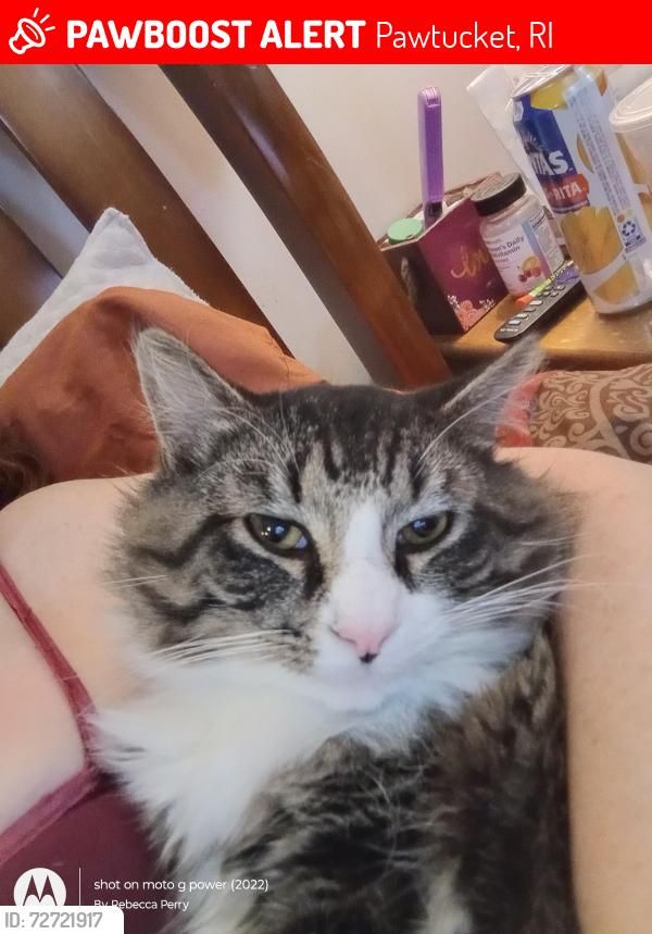 SistersInBiz's tweet photo. Keep an eye out in 
#Pawtucket #RI
#Lostcat 3/26/26
Black/White w/ Gray
Glenwood Ave / Trenton St
"Simba"
He's very friendly indoor only cat
Please call Pawtucket Animal Shelter if found
https://t.co/v9W0TrNTuw
#Rhodeisland https://t.co/1lm7zkUmNW