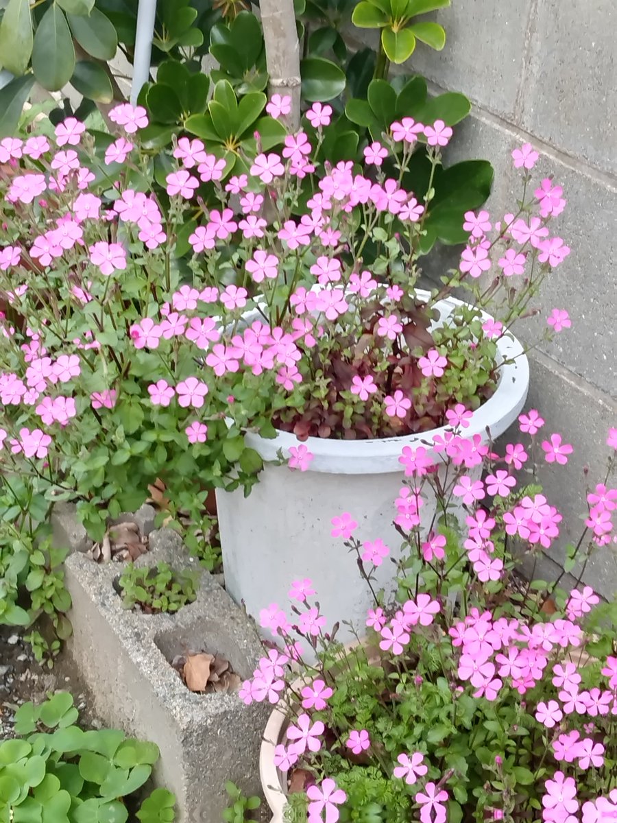 ぷにょmico tweet media