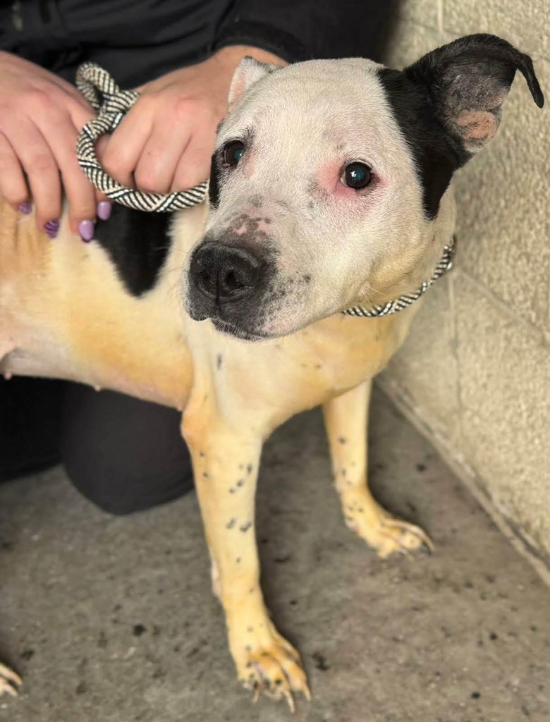 Dogs 4 Rescue tweet media