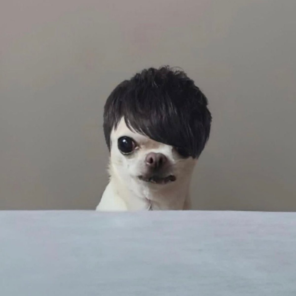 🐯🫧 tweet media