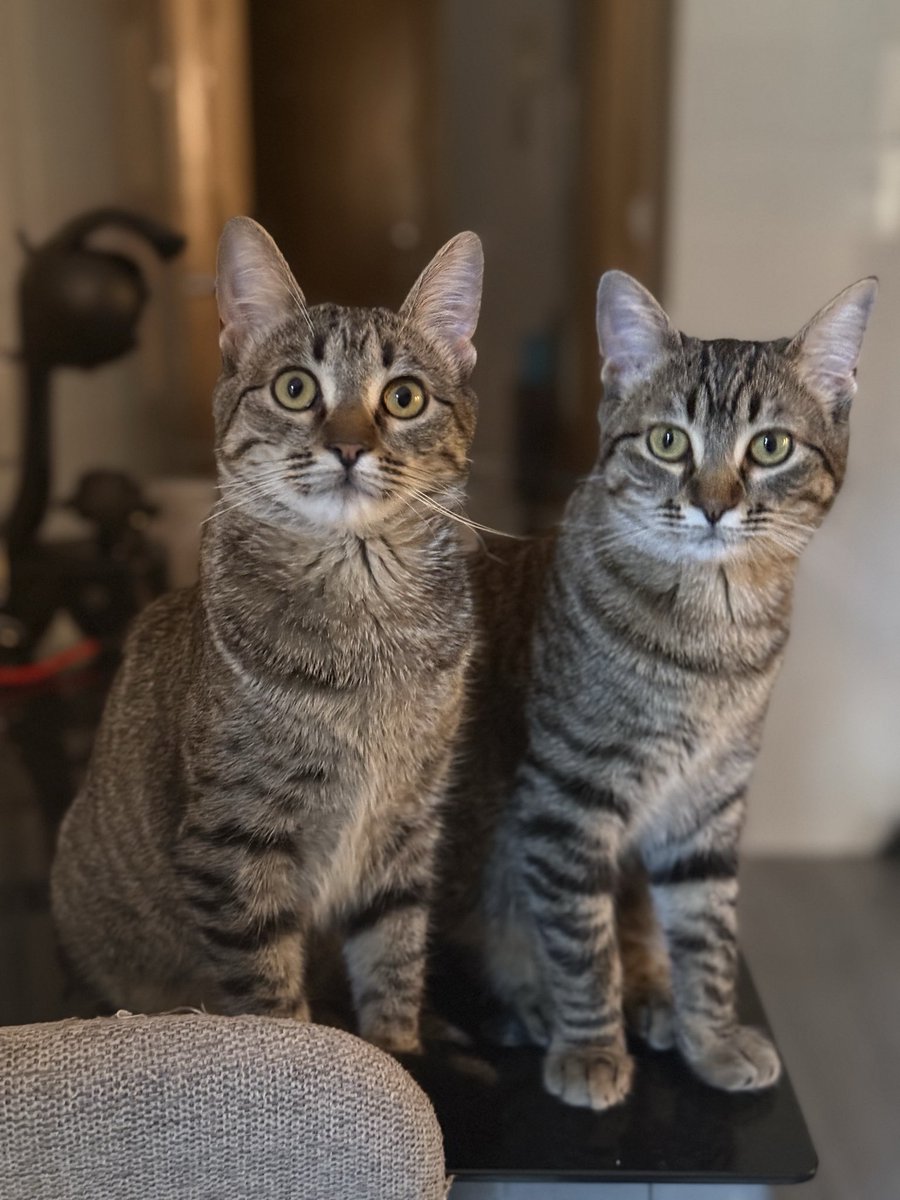 Fco. Javier tweet media