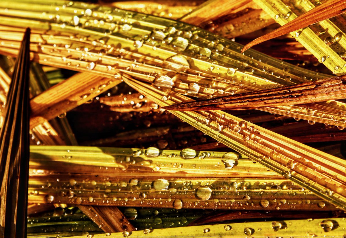 chrisbu03352910's tweet image. #PMJWeeklyChallenge
@pmj_photos 
#Layers
Freshly discarded leaves on the compost heap..