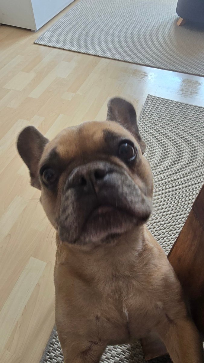 sachsybeast_'s tweet photo. Post a pic of your dog here ๐ซต๐ป #DogsBeforeMuslims https://t.co/ExmX6LOQnl