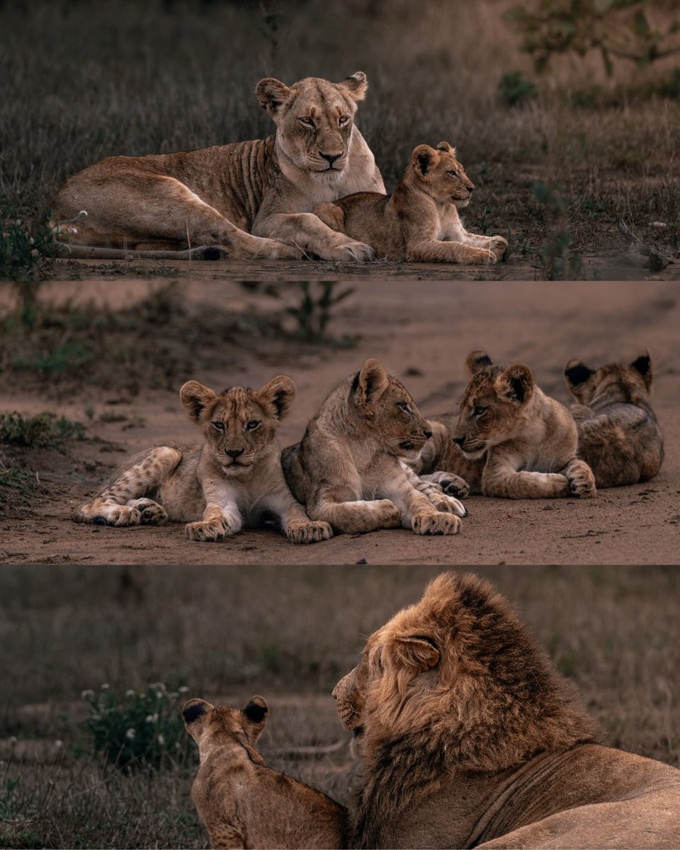 Saw this today, our old WE friend Lagertha [Photos by sarahdegheselle_photography] #WildEarth