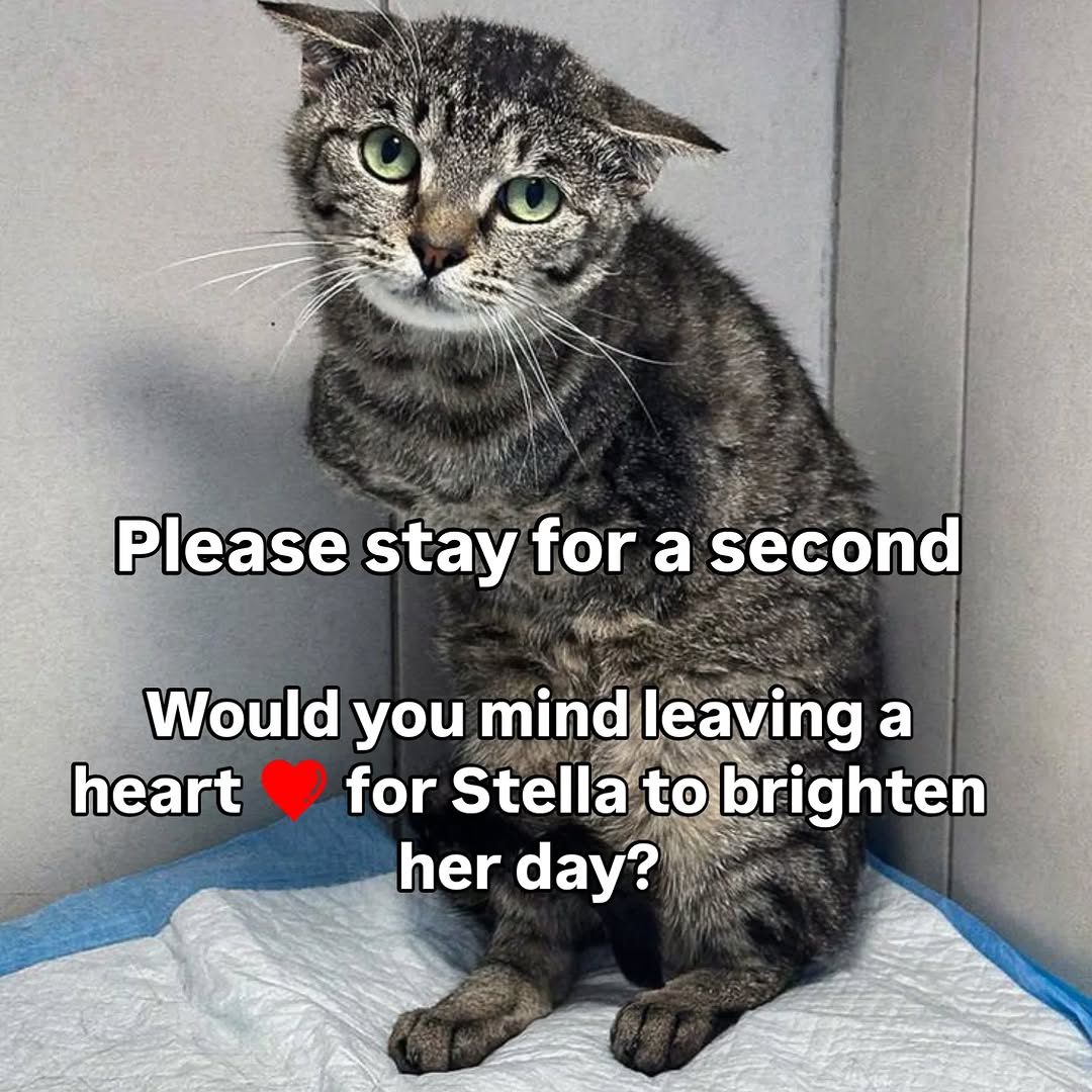 Cats of Meow York. tweet media