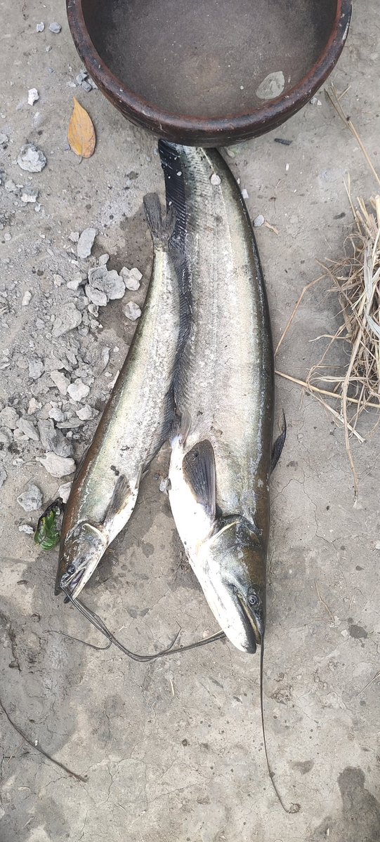 Anik(Ø,G) tweet media